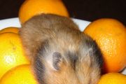 Hamster im Orangenmantel