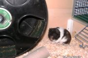 Hamster Paul!
