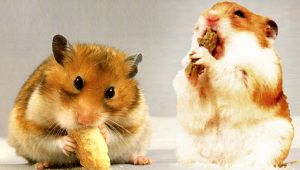 Hamster bei der Zahnpflege