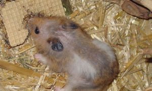 Hamster mit Kahlstellen im Fell