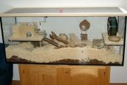 Aquarium für eine Dsungarin (120x40x50 cm)