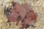 Hamsterbabys ca. 4 Tage alt