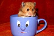 Hamster-Kaffee