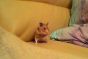 Hamster auf dem Sofa
