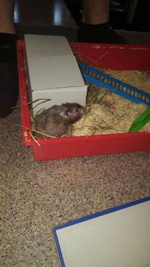 Ist dieser Hamster gesund?