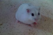 Hamster beim Freilauf