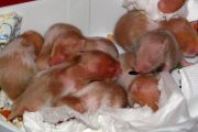 12 Tage alter Hamsternachwuchs