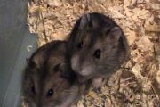 Mice und Finni mit 2 Monaten
