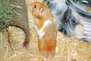 Hinki, ein Hamster auf drei Beinen