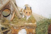 Hinki in seinem Hamsterparadies