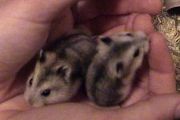 Mice und Finni auf der Hand
