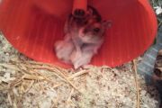 Hamsterdame und ihren beiden Babys beim Stillen