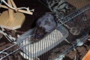 Hamster beim "Seiltanz"