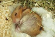 Hr. Hamster im Tiefschlaf