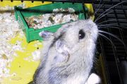 Willi, ein Hamster mit Stehvermögen