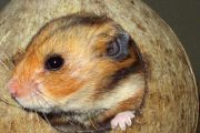 Hr. Hamster in seiner Kokosnuss