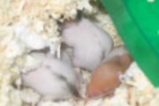 Babys im Nest