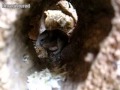 Hamsterbaby in der Röhre