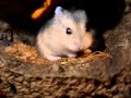 Hamsterbaby in der Röhre II