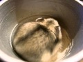Hamsterbaby in der Tasse
