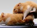 Informationen Zur Hamsterzucht Hamsterseitende - 